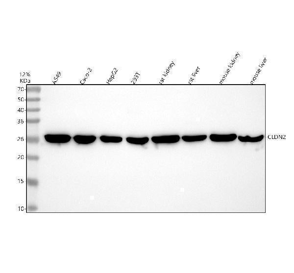 Anti-Claudin 2/CLDN2 Antibody Picoband®