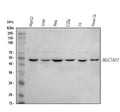 Anti-xCT/SLC7A11 Antibody Picoband®