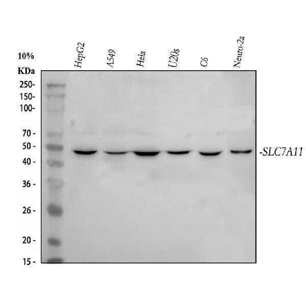 Anti-xCT/SLC7A11 Antibody Picoband®