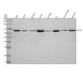 Anti-USP14 Antibody Picoband®
