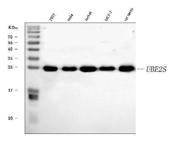 Anti-UBE2S Antibody Picoband®