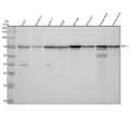 Anti-HBP1 Antibody Picoband®