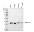 Anti-Calbindin/CALB1 Antibody Picoband®