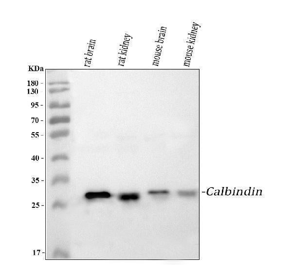 Anti-Calbindin/CALB1 Antibody Picoband®