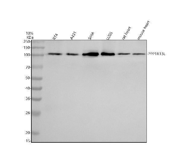 Anti-iASPP/PPP1R13L Antibody Picoband®