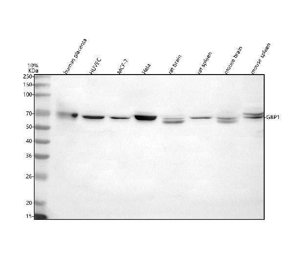 Anti-GBP1 Antibody Picoband®