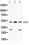 Anti-E2F3 Antibody Picoband®