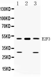 Anti-E2F3 Antibody Picoband®