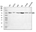 Anti-E2F3 Antibody Picoband®
