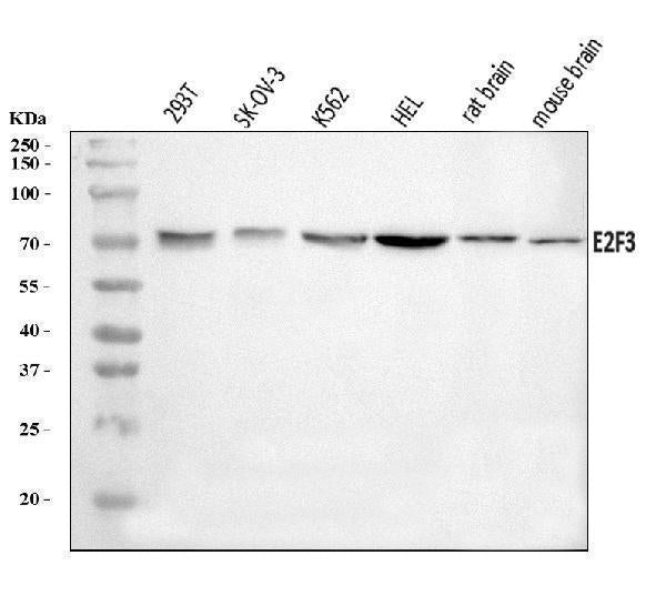 Anti-E2F3 Antibody Picoband®