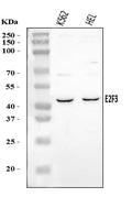 Anti-E2F3 Antibody Picoband®