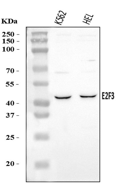 Anti-E2F3 Antibody Picoband®