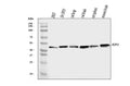 Anti-E2F3 Antibody Picoband®