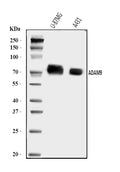 Anti-ADAM9 Antibody Picoband®