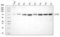 Anti-ADAM9 Antibody Picoband®