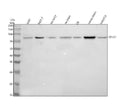 Anti-DCLK1 Antibody Picoband®