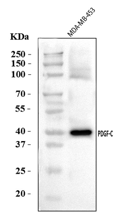Anti-PDGFC Antibody Picoband®