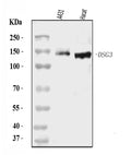 Anti-Desmoglein 3/PVA/DSG3 Antibody Picoband®