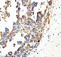 Anti-SPON1 Antibody