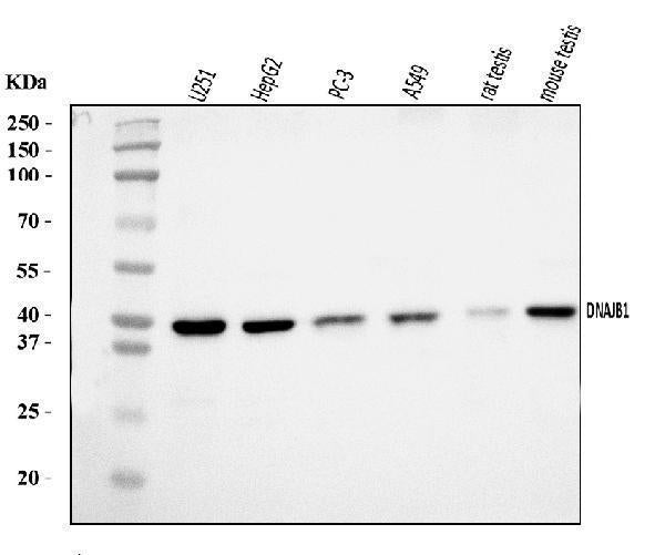 Anti-Hsp40/DNAJB1 Antibody Picoband®