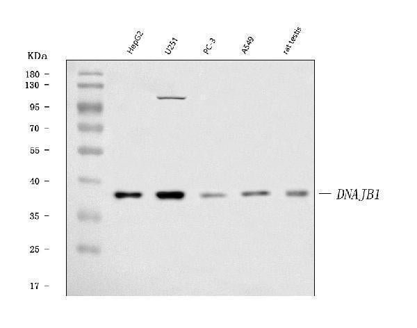 Anti-Hsp40/DNAJB1 Antibody Picoband®