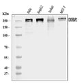 Anti-CDK5RAP2 Antibody Picoband®