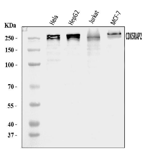 Anti-CDK5RAP2 Antibody Picoband®