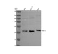 Anti-RBM3 Antibody Picoband®