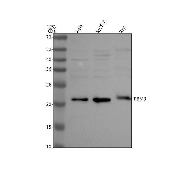 Anti-RBM3 Antibody Picoband®