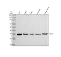 Anti-BNIP3L Antibody Picoband®