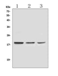 Anti-Ribonuclease 3/RNASE3 Antibody Picoband®