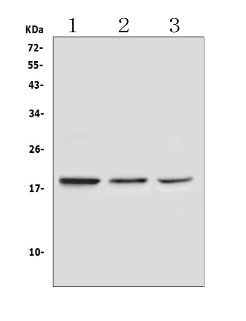 Anti-Ribonuclease 3/RNASE3 Antibody Picoband®