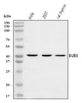 Anti-BUB3 Antibody Picoband®