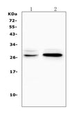 Anti-TNFRSF18 Antibody Picoband®
