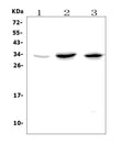 Anti-GITR/Tnfrsf18 Picoband® Antibody