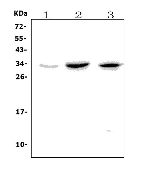 Anti-GITR/Tnfrsf18 Picoband® Antibody