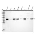 Anti-DKK3/RIG Antibody Picoband®