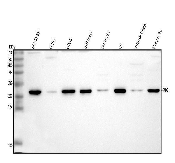 Anti-DKK3/RIG Antibody Picoband®