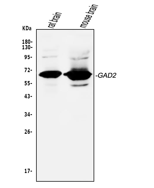 Anti-GAD65/GAD2 Antibody Picoband®