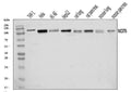 Anti-Nicastrin/NCSTN Antibody Picoband®