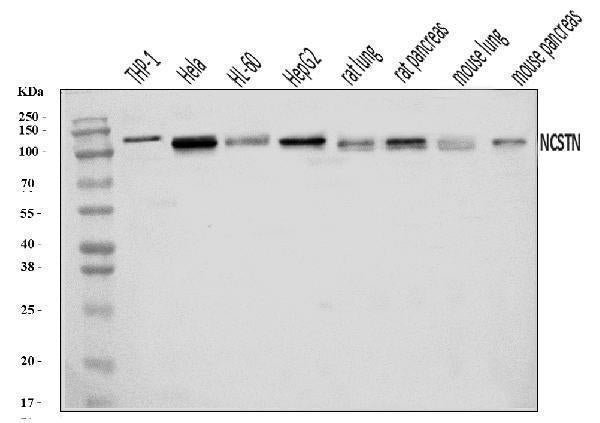 Anti-Nicastrin/NCSTN Antibody Picoband®