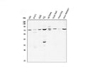 Anti-CD239/BCAM Antibody Picoband®