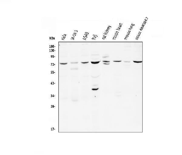 Anti-CD239/BCAM Antibody Picoband®