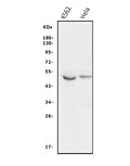 Anti-GSK3 alpha/GSK3A Antibody Picoband®