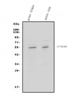 Anti-IFN gamma Receptor beta/AF-1/IFNGR2 Antibody Picoband®