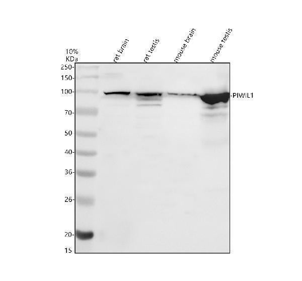 Anti-PIWIL1 Antibody Picoband®