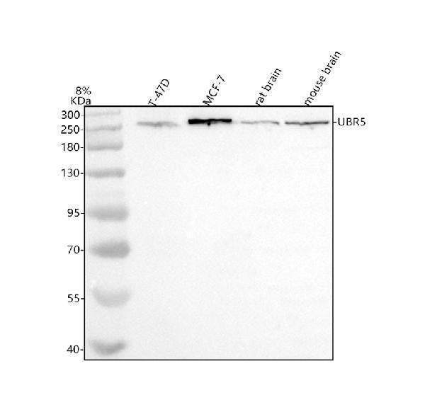 Anti-UBR5 Antibody Picoband®