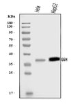 Anti-GGH Antibody Picoband®