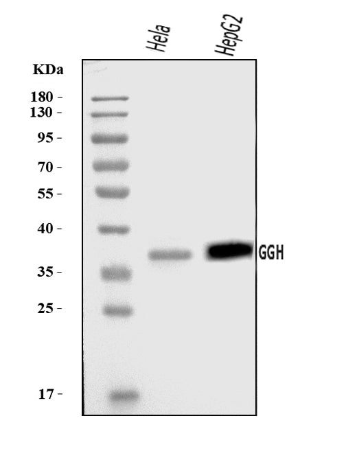 Anti-GGH Antibody Picoband®