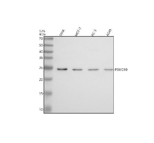 Anti-Gankyrin/PSMD10 Antibody Picoband®